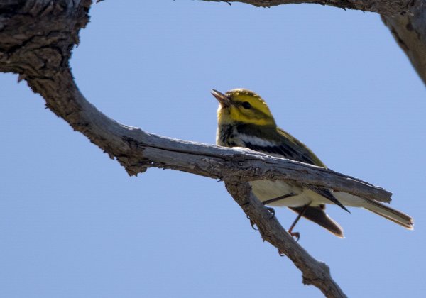 Paruline de Townsend