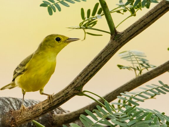Paruline jaune