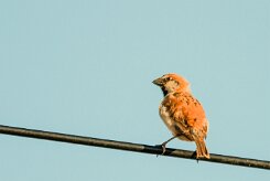 Grand_moineau_01-2 null