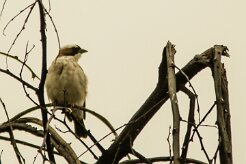 Grand_moineau_02-2 null
