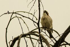 Grand_moineau_03-2 null