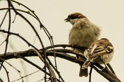 Grand_moineau_04-2 null