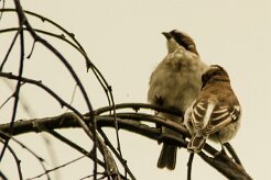 Grand_moineau_05-2 null