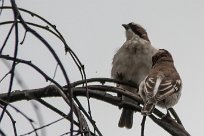 Great sparrow (Grand moineau) Daan Viljoen Game Park - Windhoek