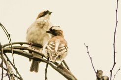 Grand_moineau_06-2 null