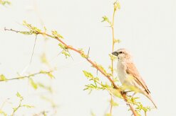 Great Sparrow-(Grand Moineau)_737A5232-2 null