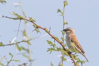 Great Sparrow (Grand Moineau) Etosha