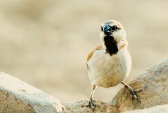 Great sparrow (Grand moineau)-737A8969-2 null