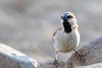 Great sparrow (Grand moineau) Spitzkopje/Monts Erango - Damaraland - Namibie