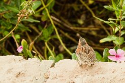 moineau a dos roux_01-2 null