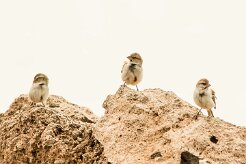 moineau_a_dos_roux_01-2 null