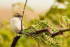 moineau_a_dos_roux_02-2 null
