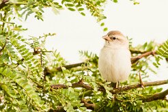 moineau_a_dos_roux_03-2 null