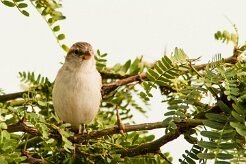 moineau_a_dos_roux_04-2 null