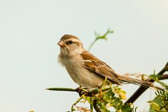 moineau_a_dos_roux_05-2 null