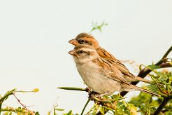 moineau_a_dos_roux_06-2 null