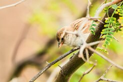 moineau_a_dos_roux_07-2 null