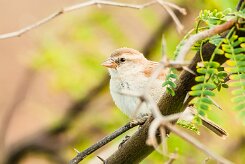 moineau_a_dos_roux_08-2 null