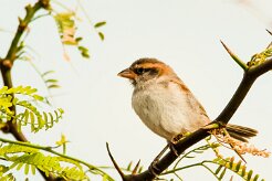 moineau_a_dos_roux_09-2 null