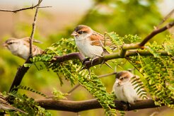 moineau_a_dos_roux_10-2 null