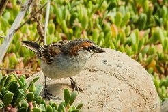 moineau_a_dos_roux_11-2 null