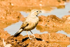 House Sparrow (Moineau domestique)-_737A1786-2 null