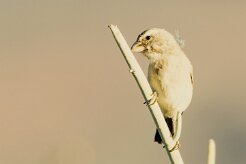 House Sparrow (Moineau domestique)_737A2079-2 null