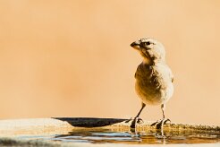 House Sparrow (Moineau domestique)_737A2156-2 null