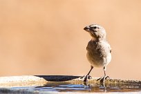 House Sparrow (Moineau domestique) Aus