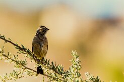 House Sparrow (Moineau domestique)_737A2396-2 null