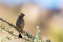 House Sparrow (Moineau domestique) Namib autour de Solitaire