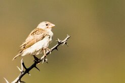 House Sparrow (Moineau domestique)_737A2820-2 null