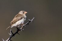 House Sparrow (Moineau domestique) Du côté d'Omaruru