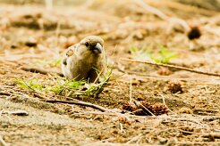 Moineau domestique_7184 null