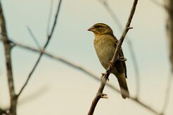 Moineau domestique_7238 null