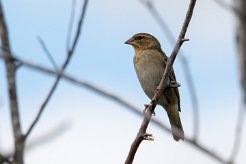 Moineau domestique La Réunion