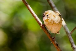 Moineau domestique_7354 null