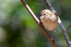 Moineau domestique La Réunion