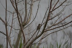 Moineau domestique_737A7827 null