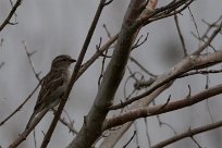 Moineau domestique Moineau domestique