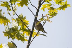Moineau domestique_737A7895 null