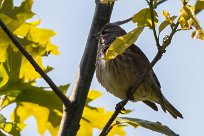 Moineau domestique Moineau domestique