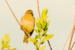 Moineau domestique_7518 null