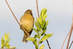 Moineau domestique La Réunion