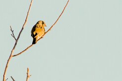 Moineau domestique_7529 null