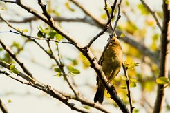 Moineau domestique_7535 null