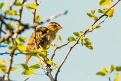 Moineau domestique_7538 null