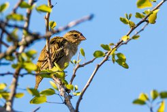 Moineau domestique La Réunion