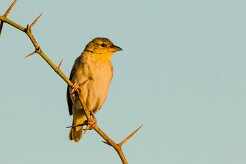 Moineau domestique_7761 null