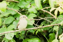 Moineau domestique_x737A2246-2 null